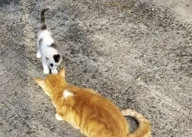 Hawaii から 猫の恩返し袋 第4弾 Campfire キャンプファイヤー Hawaii から 猫の恩返し袋 第4弾 Campfire キャンプファイヤー