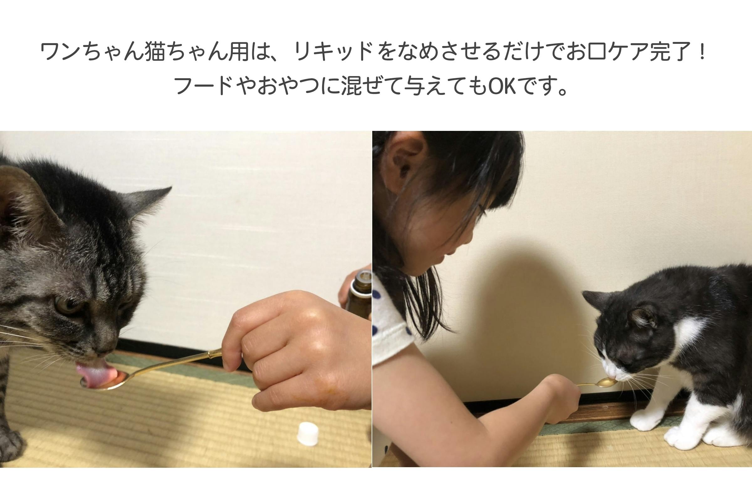 なめさせるだけの L ロイテリ菌デンタルケア 保護ねこ支援プロジェクト へのコメント Campfire キャンプファイヤー なめさせるだけの L ロイテリ菌デンタルケア 保護ねこ支援プロジェクト へのコメント Campfire キャンプファイヤー