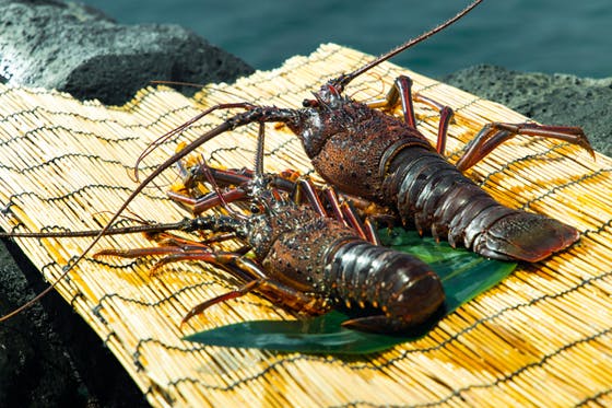 美味い「活・伊勢海老」を、人口７人の五島列島赤島から全国へ