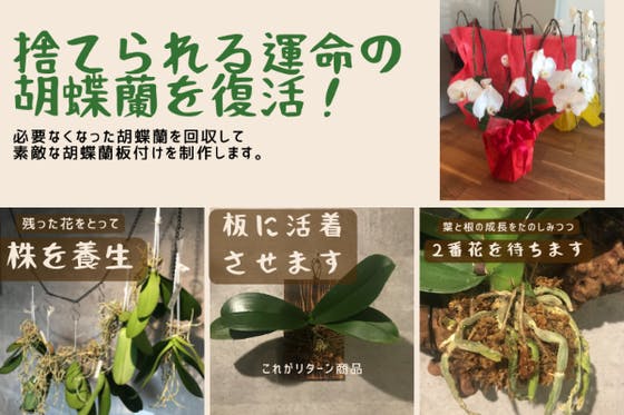 捨てられてしまう運命の胡蝶蘭を 板付け胡蝶蘭 として素敵に再生します Campfire キャンプファイヤー