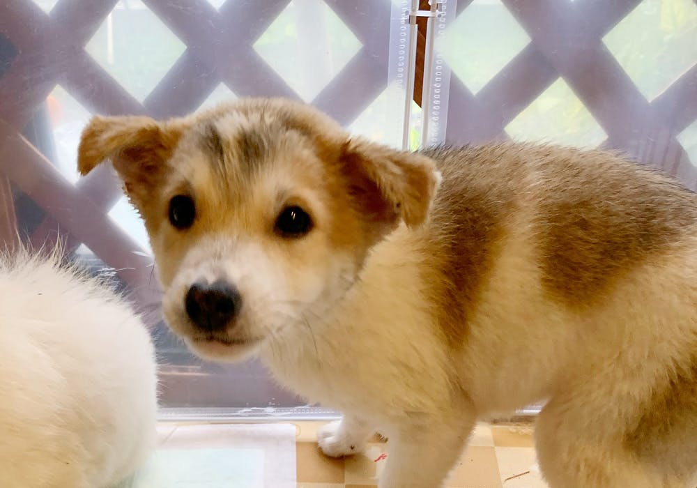 助けてください 保護犬 保護猫の命を救うための医療費が足りません Campfire キャンプファイヤー 助けてください 保護犬 保護猫の命を救うための医療費が足りません Campfire キャンプファイヤー