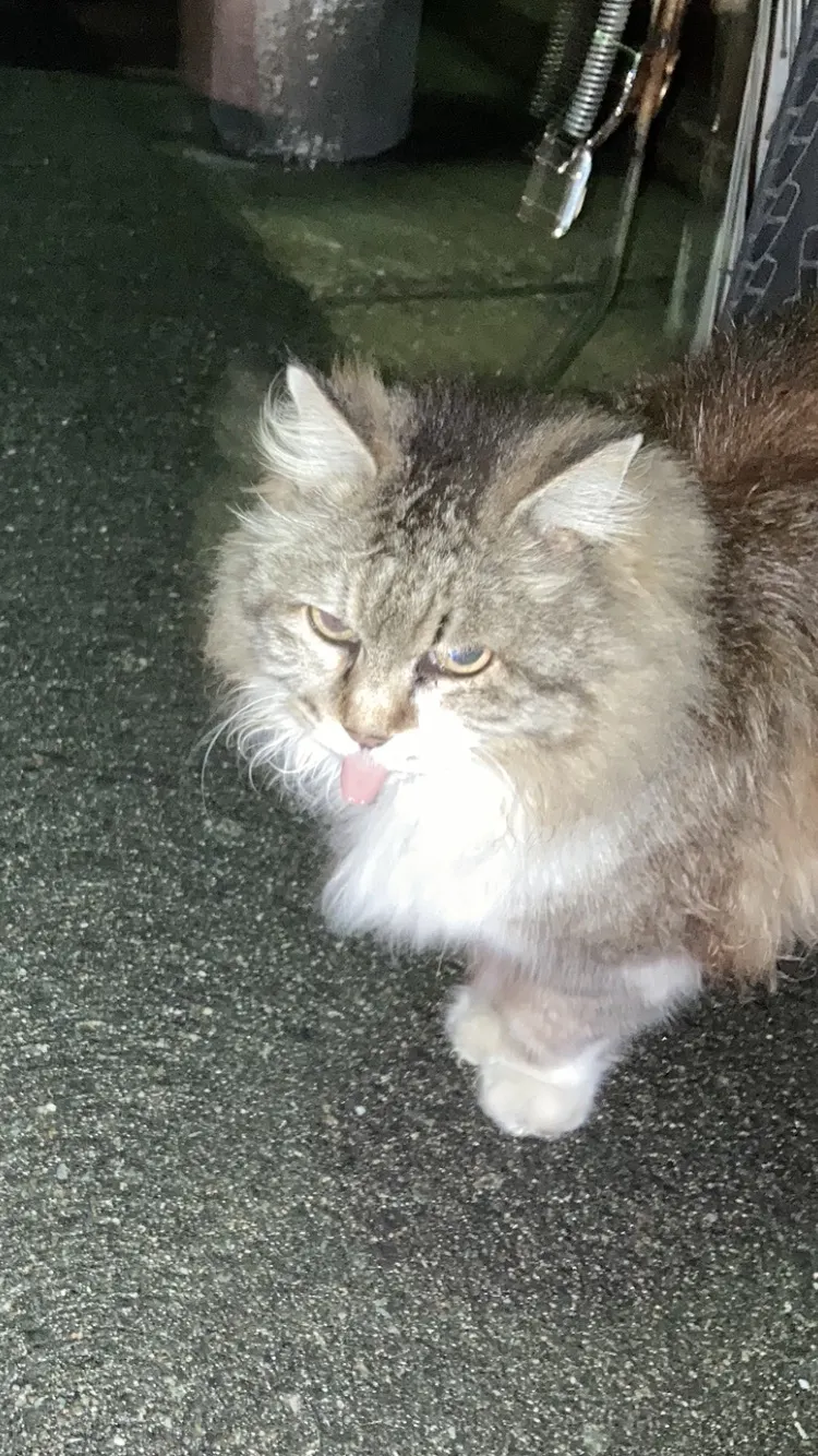 野良猫も家猫もネコです 分け隔てなく愛したい Campfire キャンプファイヤー 野良猫も家猫もネコです 分け隔てなく愛したい Campfire キャンプファイヤー