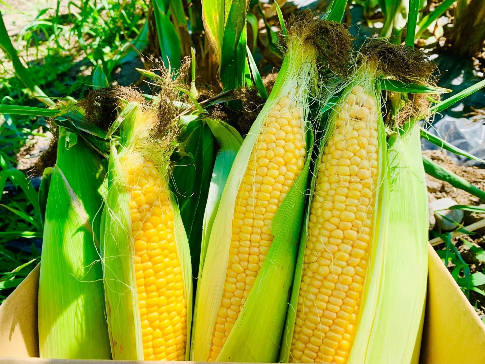 2番目のメイン画像