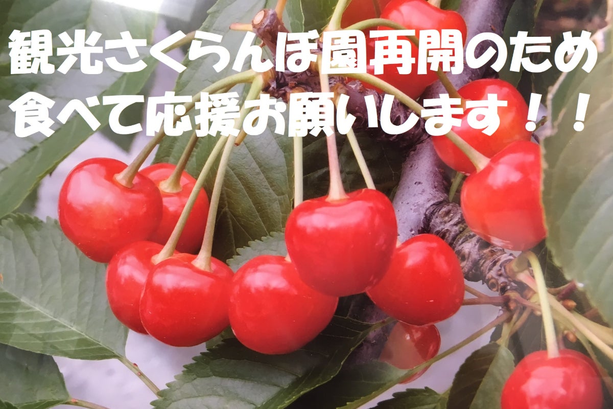 観光さくらんぼ園】再開のため食べて応援お願いします！！ - CAMPFIRE