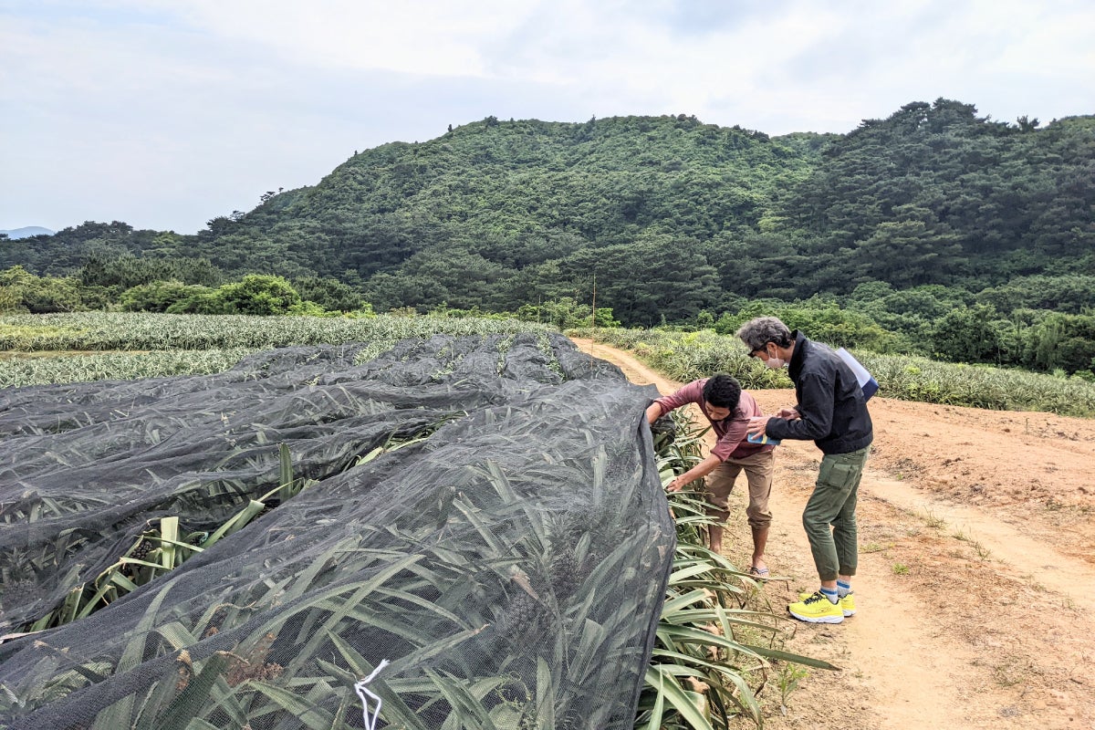 史上初！】平均糖度21.1度とパイナップルを超えた濃厚な甘さが味わえる