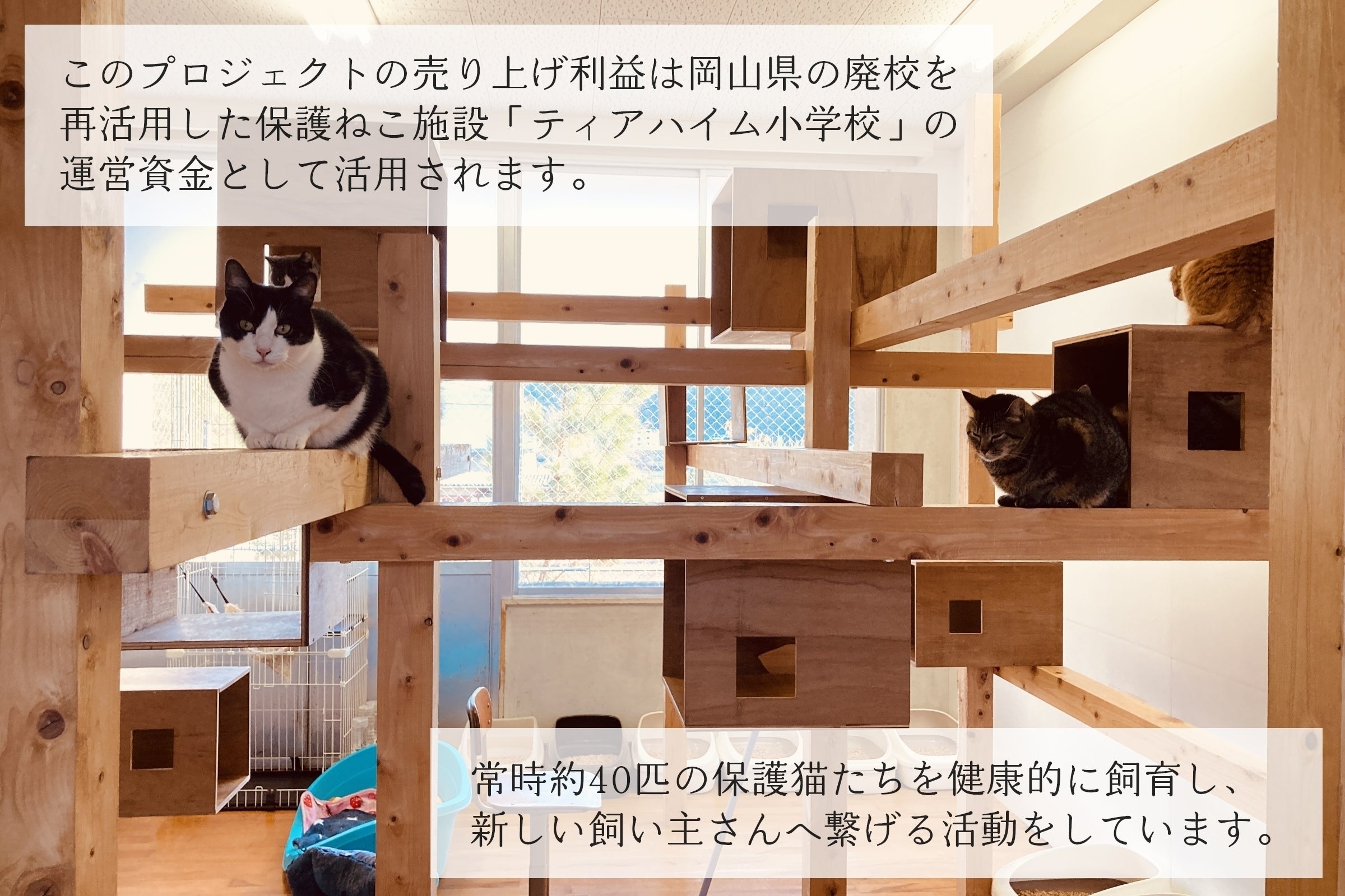 贅沢ドライフルーツと紅茶をリターンに保護ねこ施設 障がい者雇用をダブルで支援 Campfire キャンプファイヤー 贅沢ドライフルーツと紅茶をリターンに保護ねこ施設 障がい者雇用をダブルで支援 Campfire キャンプファイヤー