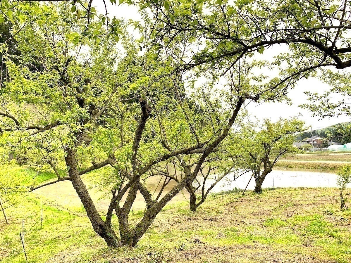 富山発！梅の固有種「氷見稲積梅」を全国に広めて未来へ繋ぐ、梅