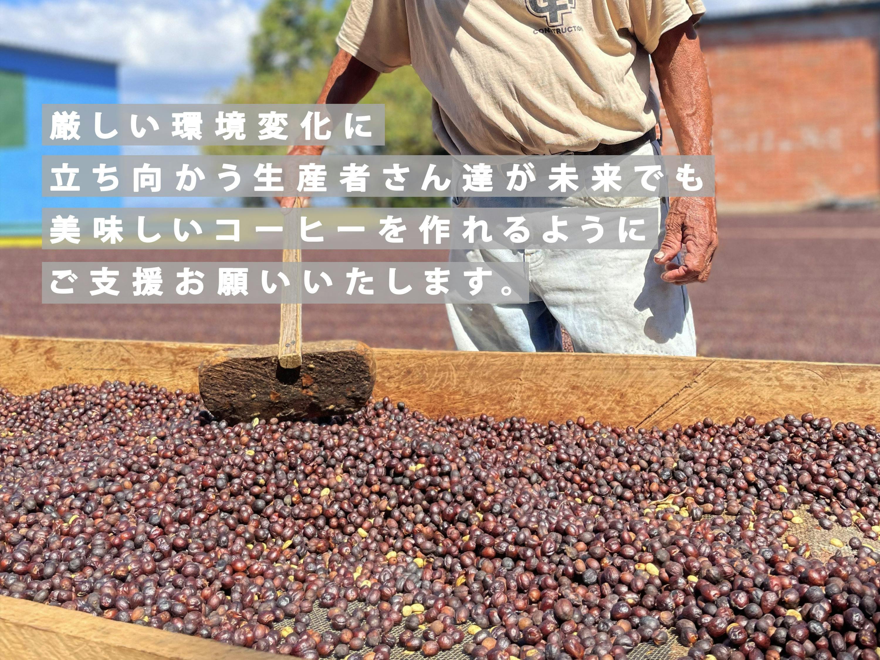 プレミアムハニー生豆コーヒー 送料無料