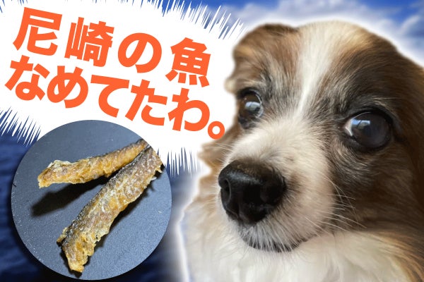 フードロス削減 尼崎の魚 でからだにも地球にも優しい犬のおやつを作りたい Campfire キャンプファイヤー