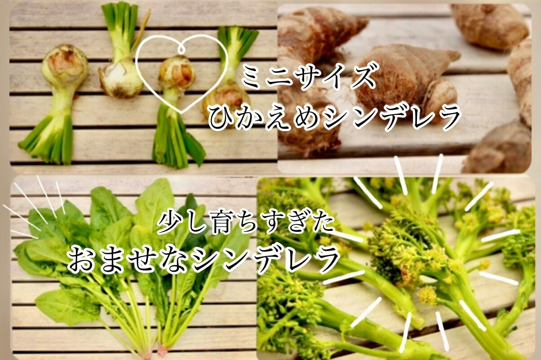 フードロス】美味しい無農薬・有機野菜『シンデレラ野菜』を食べて廃棄から救おう！ - CAMPFIRE (キャンプファイヤー)