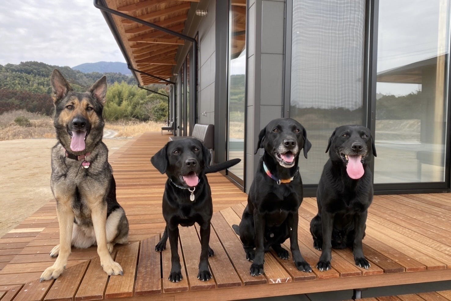 最新モデル 工事中犬アンダーコンストラクションドッグ とく 工芸品