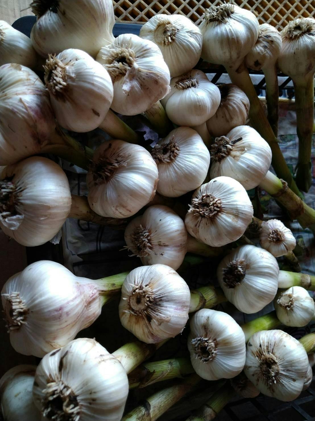 北海道プレミアムブランド ダイヤモンドにんにく 限定販売 女性が喜ぶにんにく Campfire キャンプファイヤー 北海道プレミアムブランド ダイヤモンドにんにく 限定販売 女性が喜ぶにんにく Campfire キャンプファイヤー