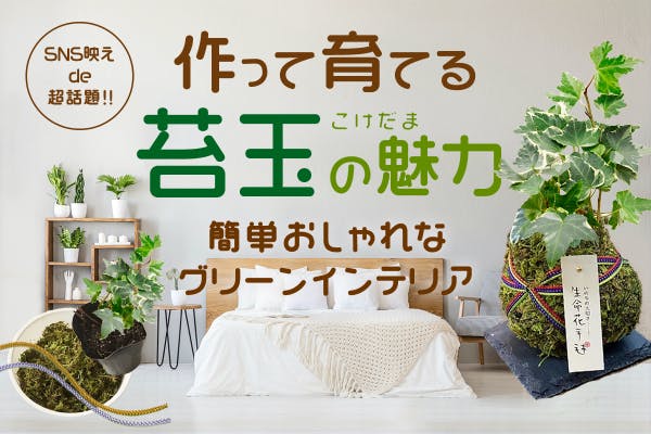 植物 ライト 木漏れ日【特典あり】シーリング LED 限定 証明 樹木