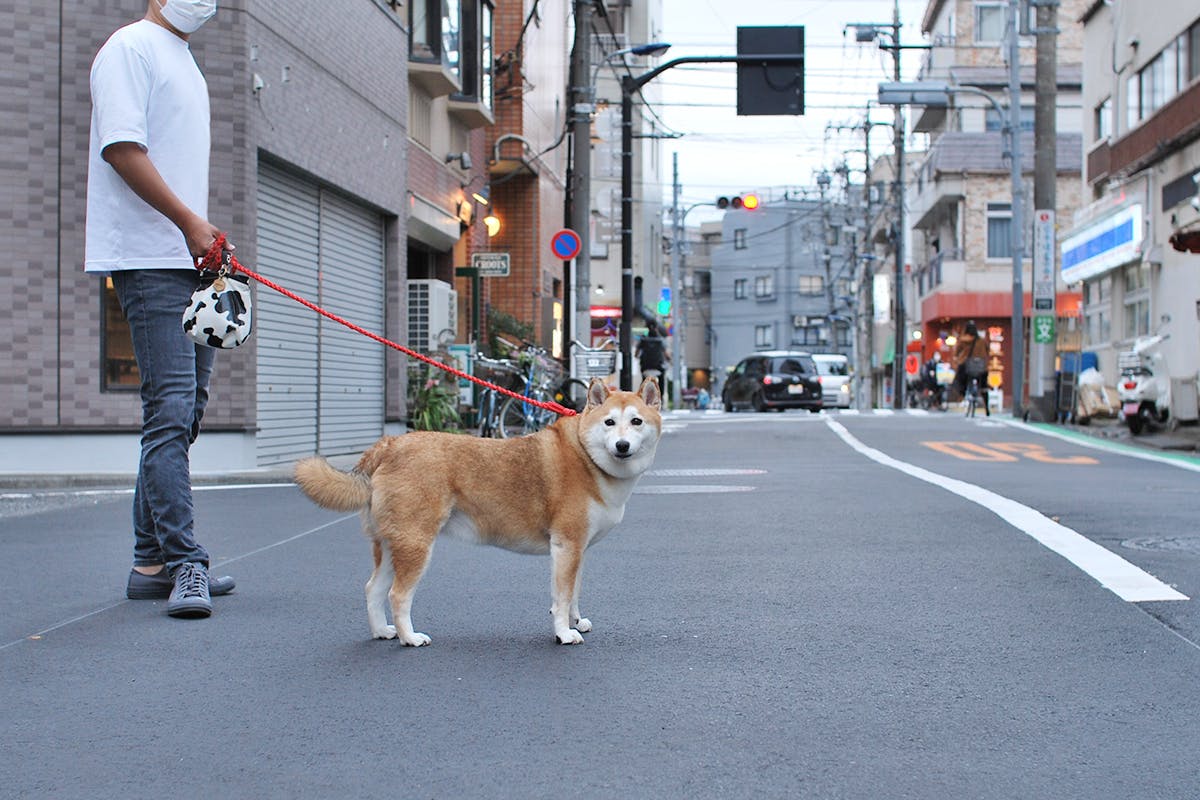 思い出の商店会をペットの力で再生したい！ - CAMPFIRE (キャンプ