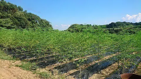 4番目のメイン画像