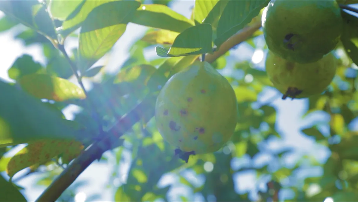 3番目のメイン画像