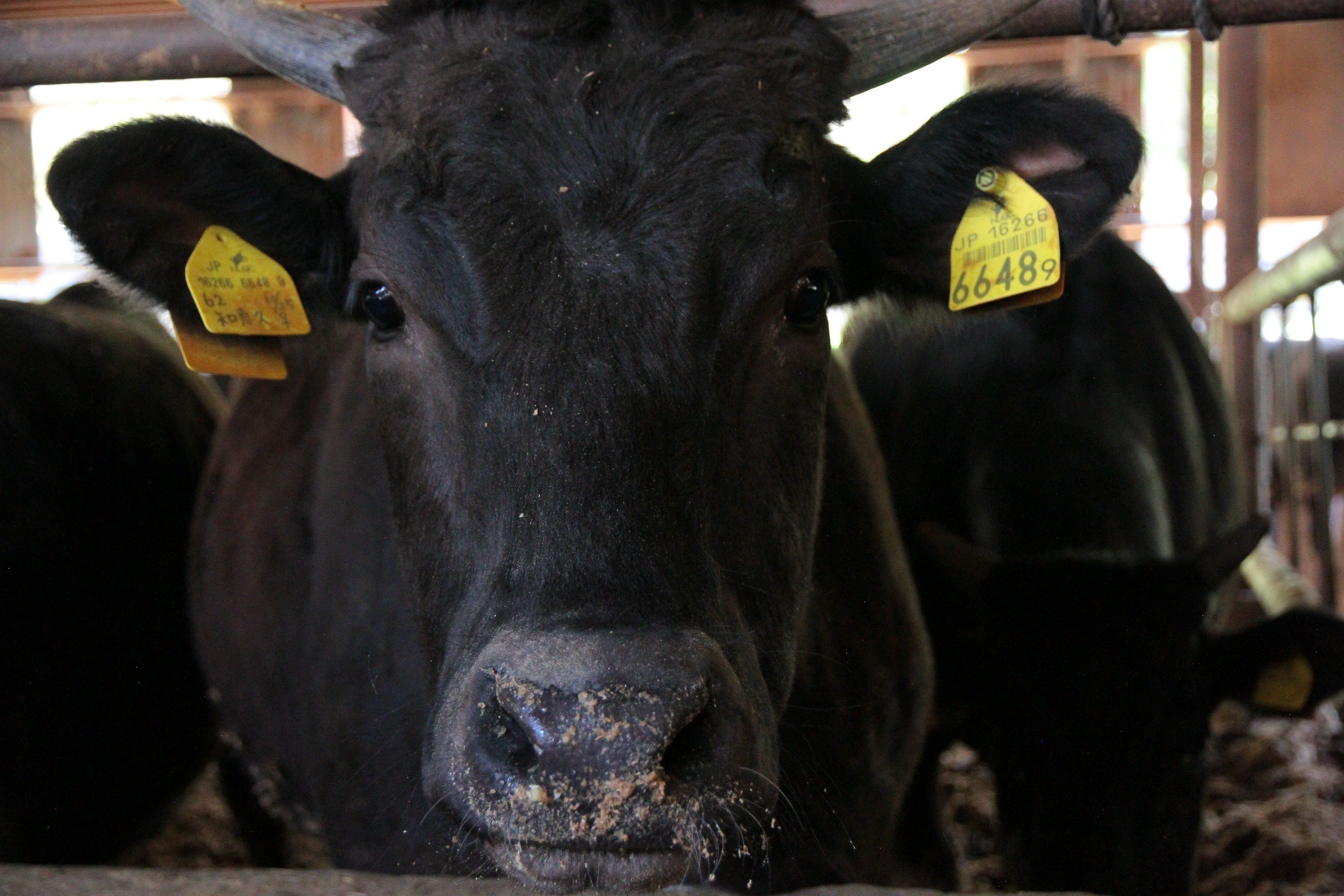 大阪産なにわ黒牛初の特約店になりました Campfire キャンプファイヤー 大阪産なにわ黒牛初の特約店になりました Campfire キャンプファイヤー