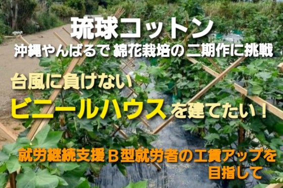 沖縄やんばる産 琉球コットン ビニールハウスを建てて収穫量を増やしたい Campfire キャンプファイヤー