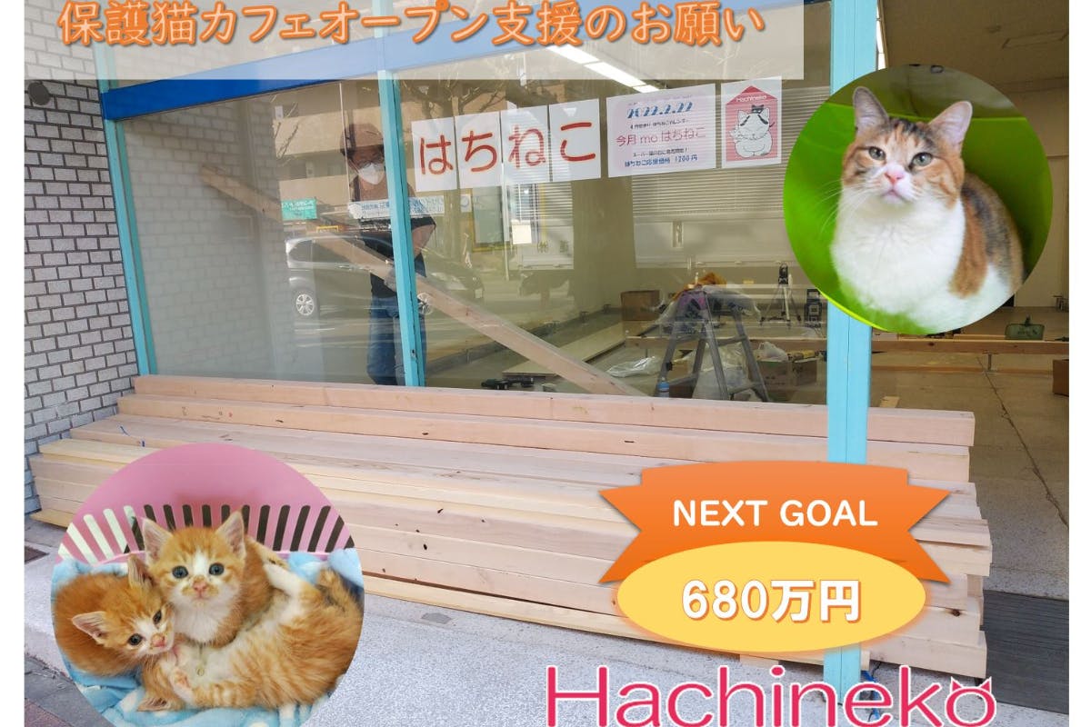 はちねこ 保護猫カフェオープンにご協力をお願いいたします Campfire キャンプファイヤー