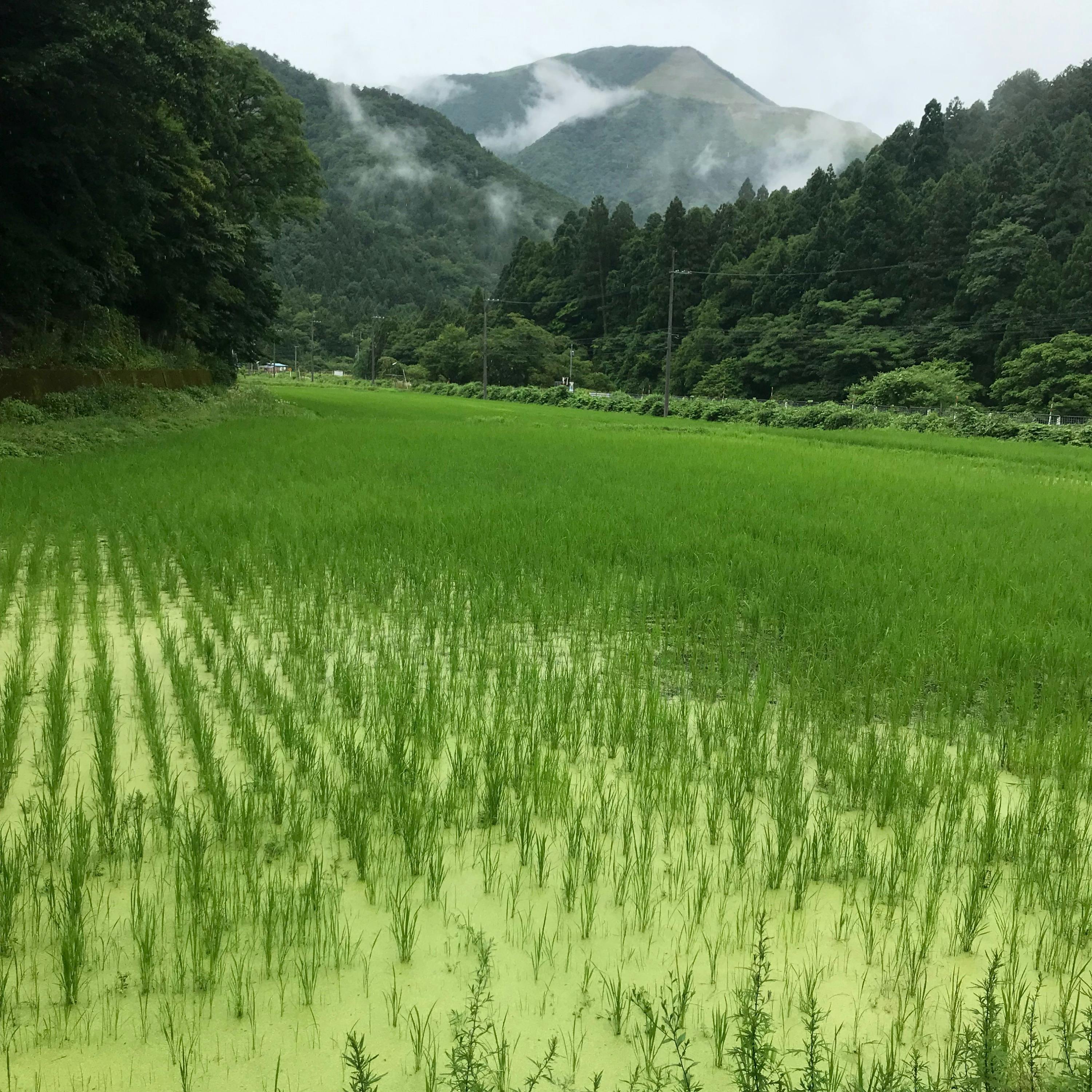 オリーブパウダーを散布した珍しいのお米を 伊吹の山間部で農薬無し栽培収穫したい Campfire キャンプファイヤー オリーブパウダーを散布した珍しいのお米を 伊吹の山間部で農薬無し栽培収穫したい Campfire キャンプファイヤー