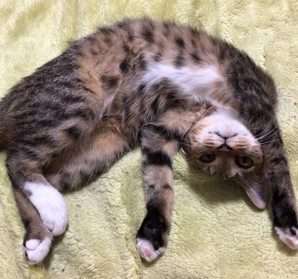 3番目のメイン画像