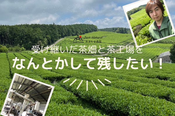 無農薬・無肥料の自然栽培の【緑茶】【和紅茶】を飲んで応援してほしい! CAMPFIRE (キャンプファイヤー)