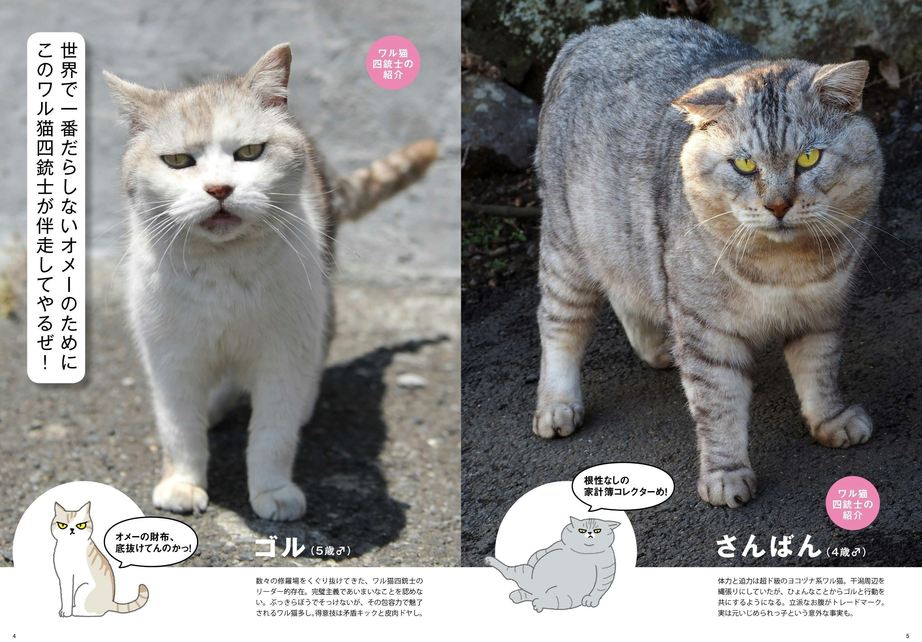 あなたの愛猫の 極悪顔 不機嫌顔 激おこ顔 写真で ワル猫カケイボ を作りたい の支援者一覧 Campfire キャンプファイヤー あなたの愛猫の 極悪顔 不機嫌顔 激おこ顔 写真で ワル猫カケイボ を作りたい の支援者一覧 Campfire キャンプファイヤー