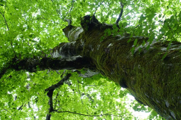 ふるさとの宝物。山と森の大切さをみんなに伝えたい。自然への御礼　杜祭り