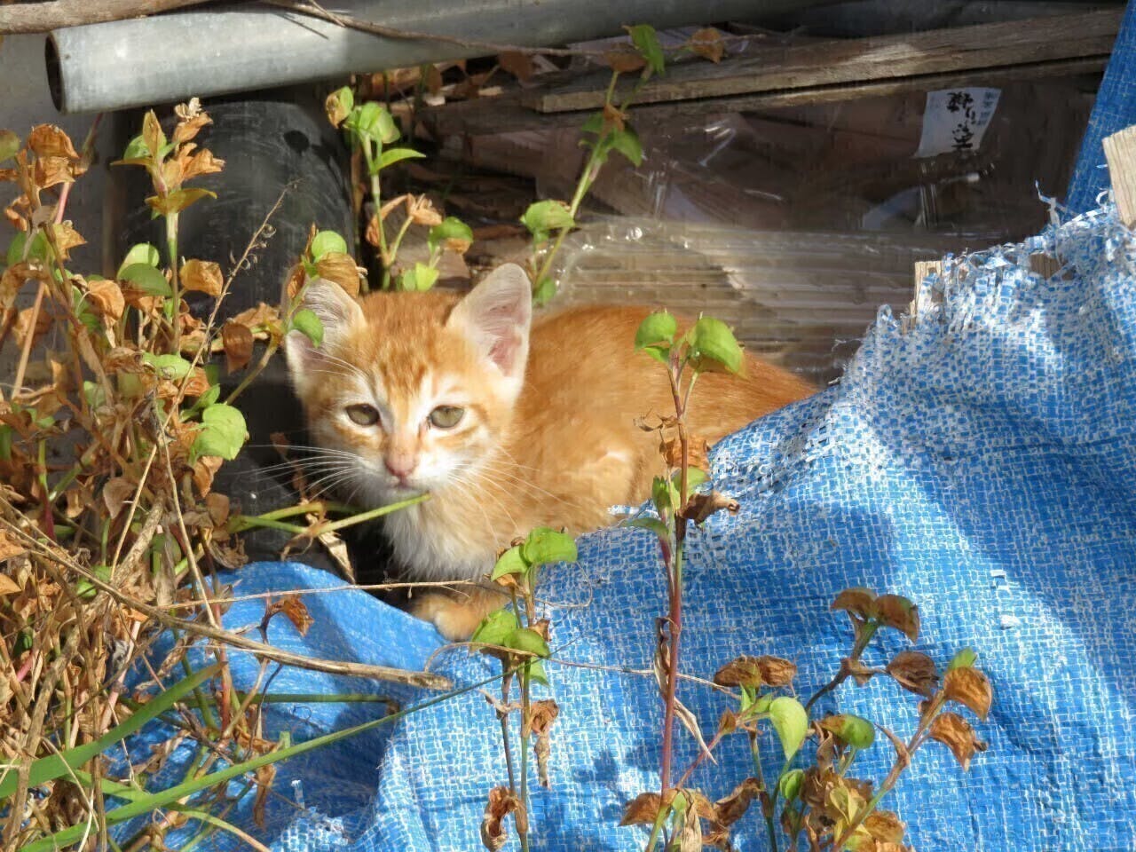 3番目のメイン画像