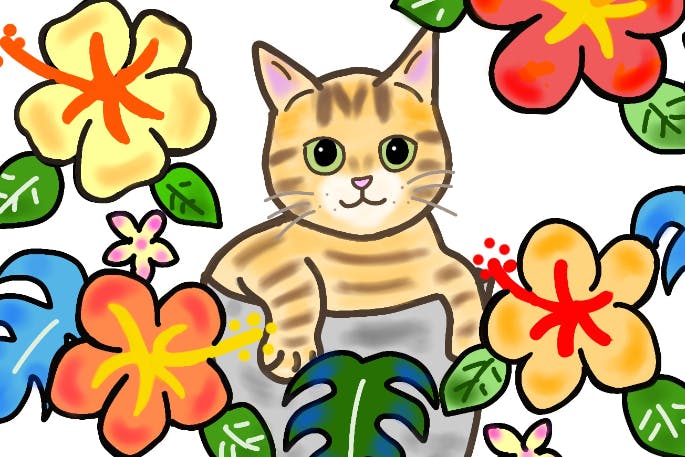 沖縄やんばるの外猫のケア＆TNR活動にご協力下さい