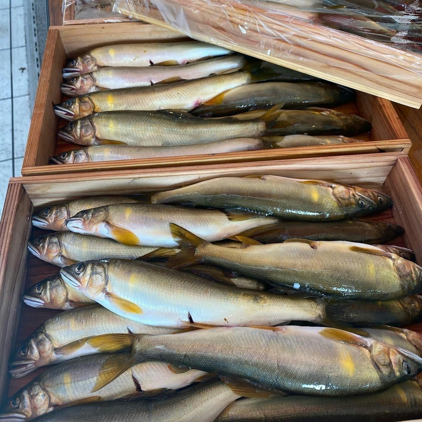 世界農業遺産の天然川魚をもっと身近に もっと味を知って Campfire キャンプファイヤー 世界農業遺産の天然川魚をもっと身近に もっと味を知って Campfire キャンプファイヤー