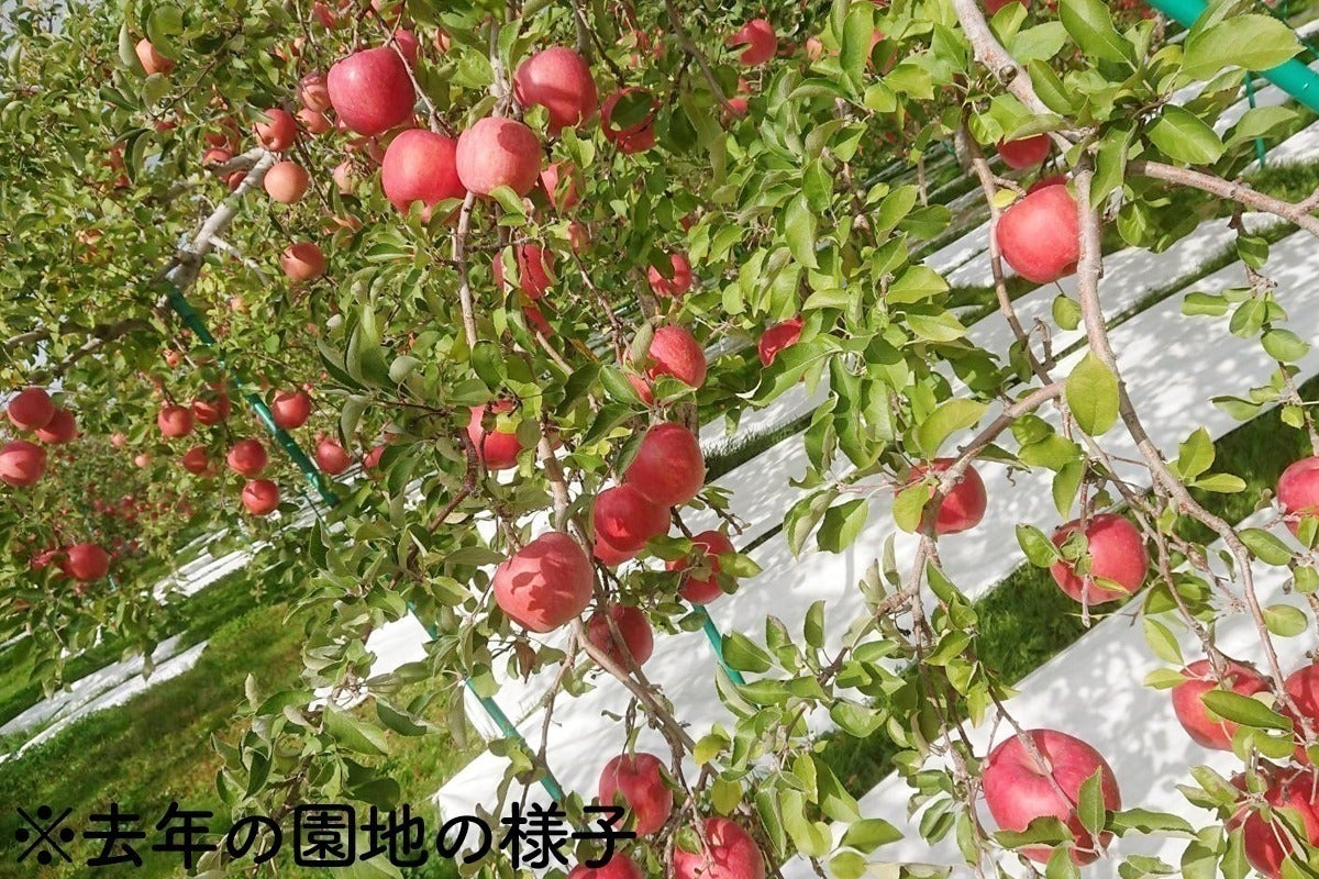 りんごの木を直したい 岩木川氾濫で廃業寸前のりんご農園を本気で復活させたい Campfire キャンプファイヤー りんごの木を直したい 岩木川氾濫で廃業寸前のりんご農園を本気で復活させたい Campfire キャンプファイヤー