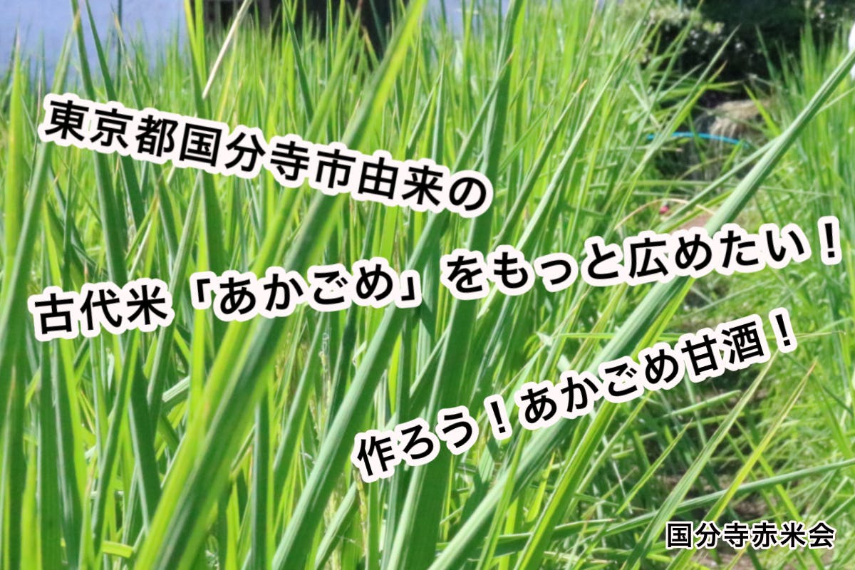 東京都国分寺市由来の縄文時代から伝わる古代米 あかごめ をもっと広めたい Campfire キャンプファイヤー