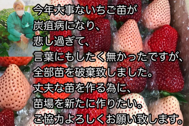 いちご 農家 紅ほっぺ 40苗 セットいちご 農家 紅ほっぺ 40苗 セット