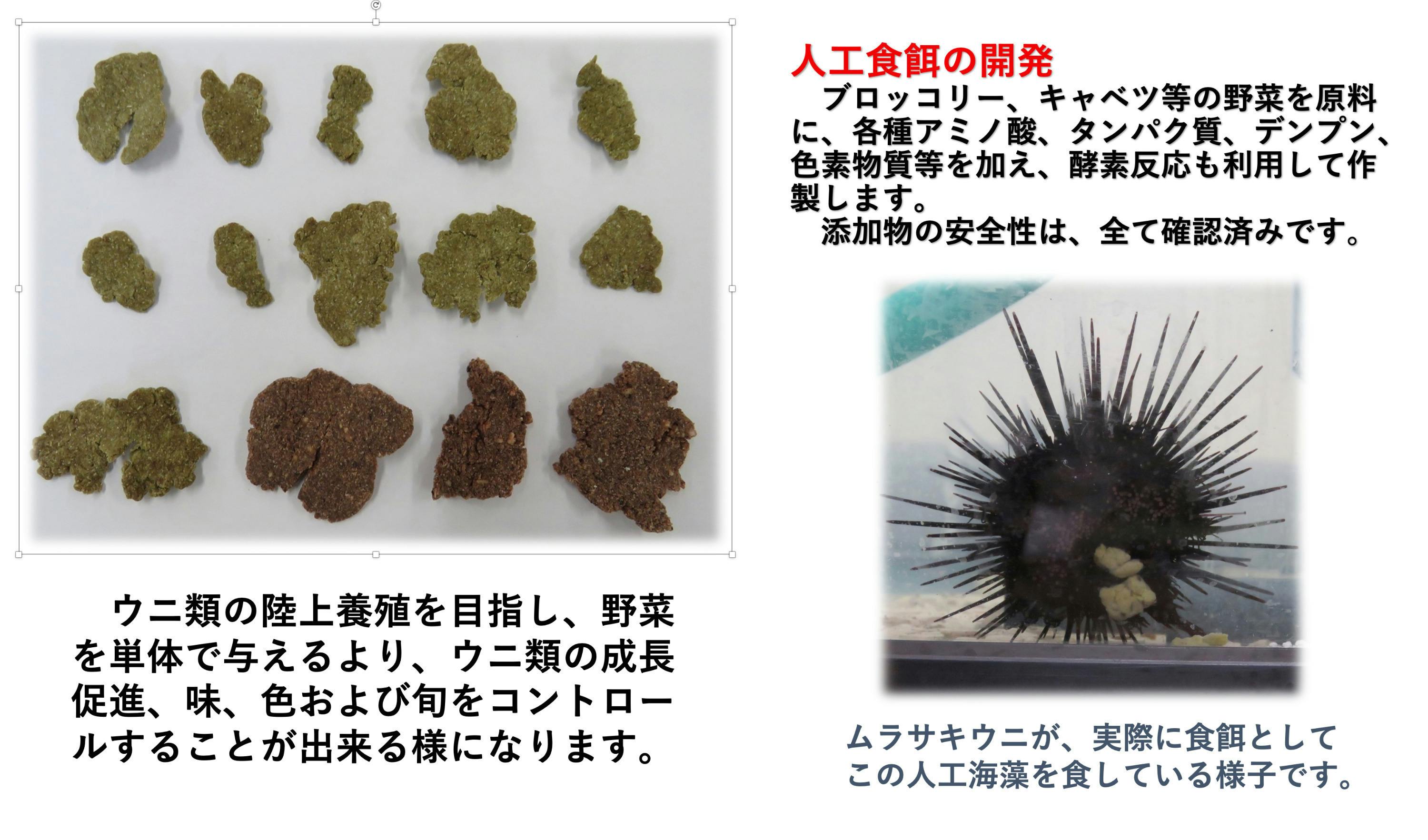 美味しい ウニ を養殖し その味を堪能しませんか これで地球環境に貢献できます Campfire キャンプファイヤー 美味しい ウニ を養殖し その味を堪能しませんか これで地球環境に貢献できます Campfire キャンプファイヤー