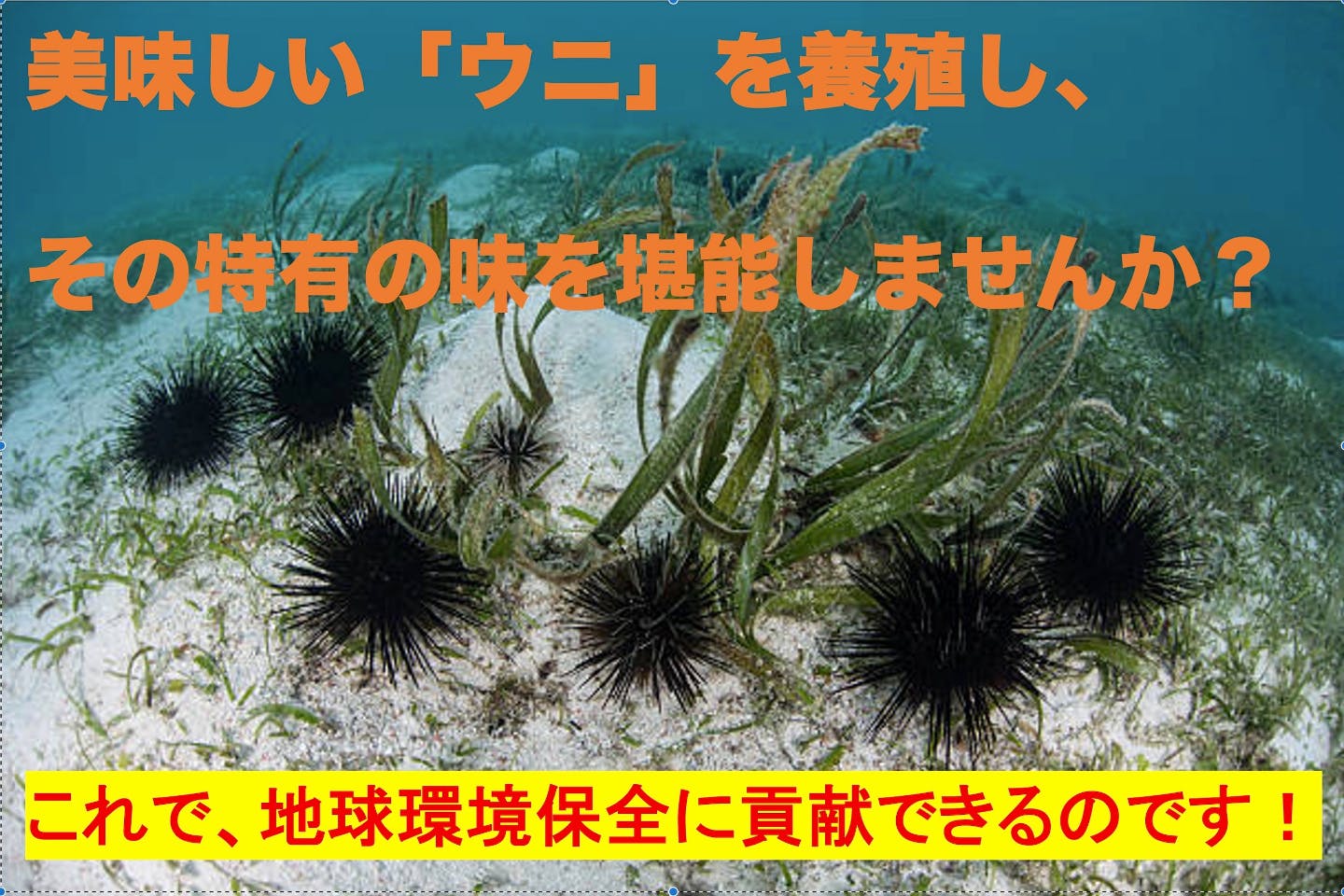 美味しい ウニ を養殖し その味を堪能しませんか これで地球環境に貢献できます Campfire キャンプファイヤー