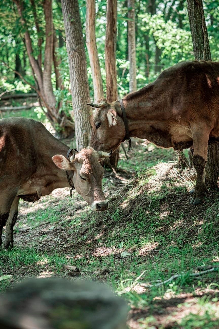 森林放牧と草だけで育ったブラウンスイス牛のお肉を食べてください！