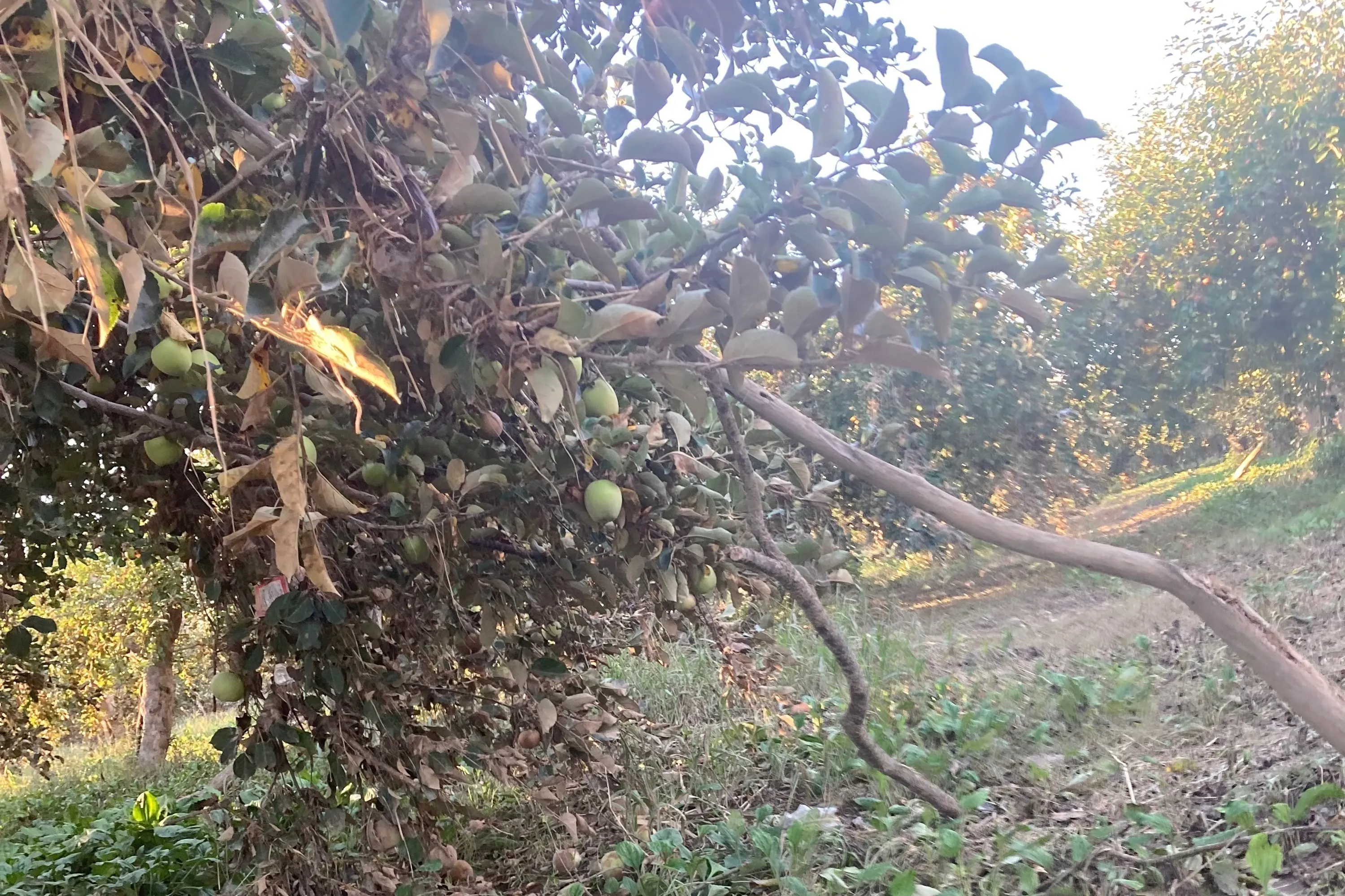 4番目のメイン画像