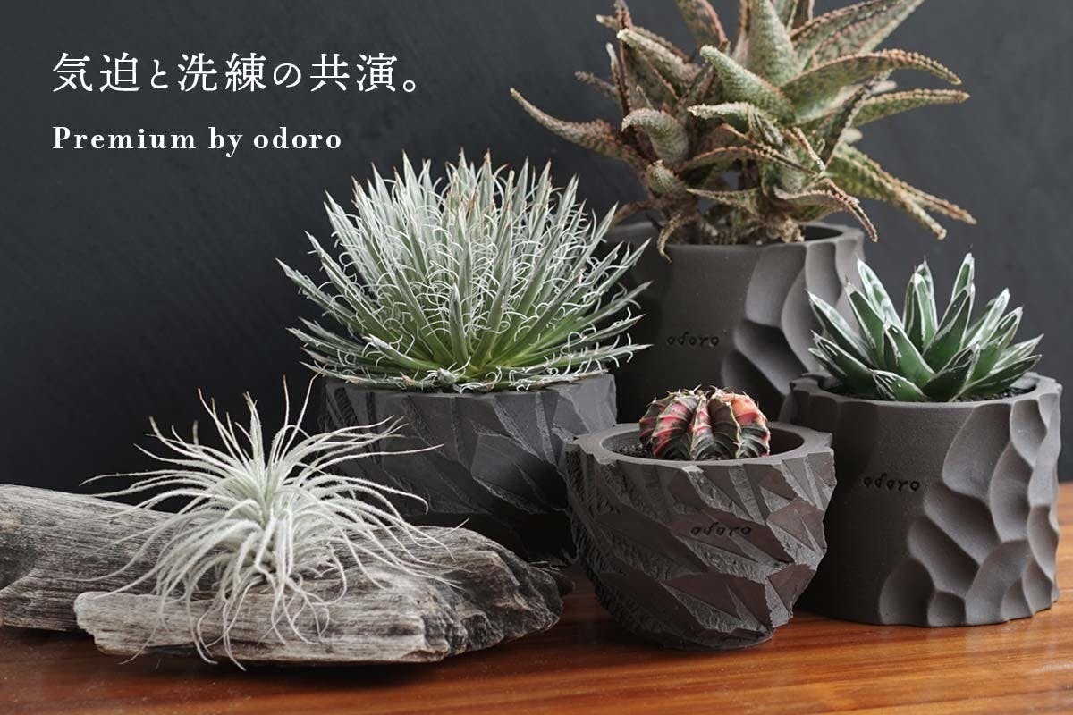 韓国生まれのかわいい多肉植物専用ポットを日本に届けたい Campfire キャンプファイヤー 韓国生まれのかわいい多肉植物専用ポットを日本に届けたい Campfire キャンプファイヤー