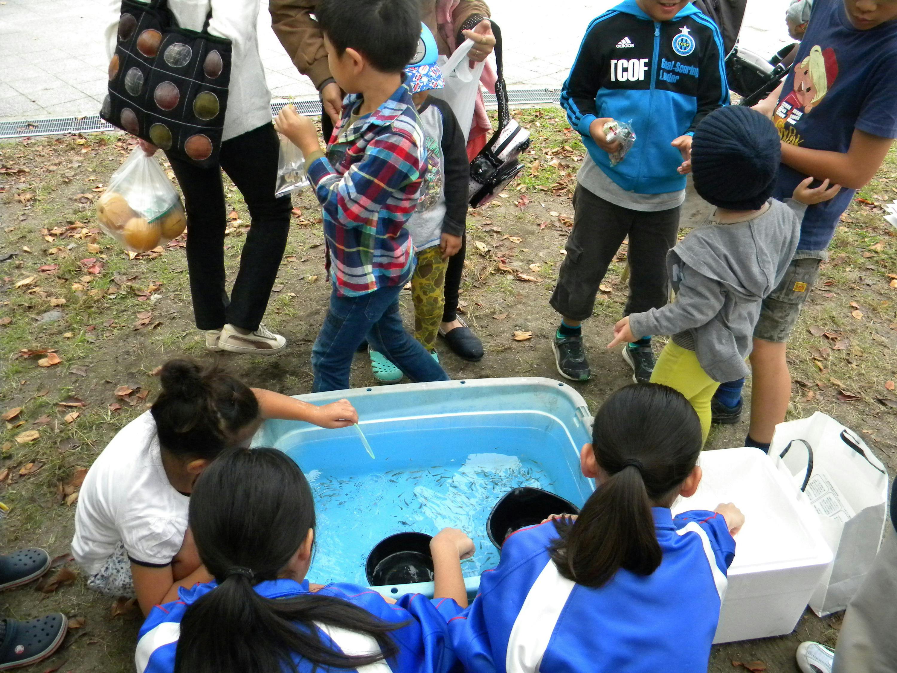メダカで地域を盛り上げたい Campfire キャンプファイヤー メダカで地域を盛り上げたい Campfire キャンプファイヤー