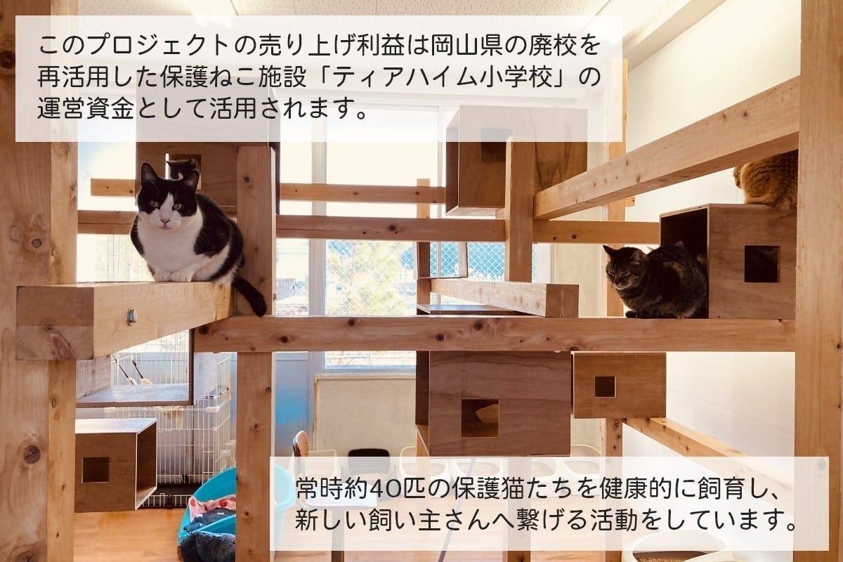 愛猫にリキッドをたった5滴、なめさせるだけのデンタルケア【保護ねこ