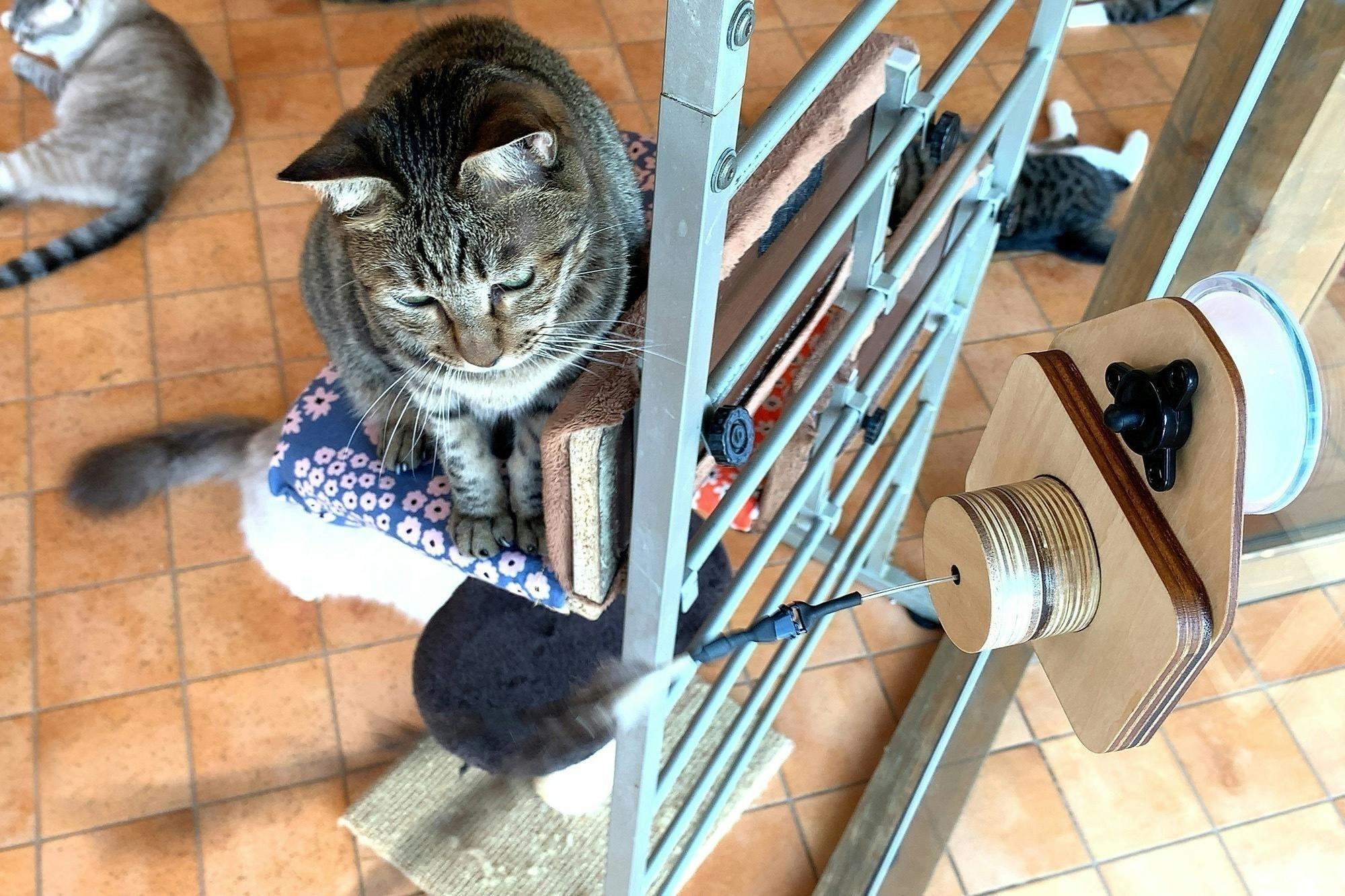窓辺好きで ぼっちな猫へ ソーラーでエコに遊べるおもちゃ まどじゃらし 誕生 Campfire キャンプファイヤー 窓辺好きで ぼっちな猫へ ソーラーでエコに遊べるおもちゃ まどじゃらし 誕生 Campfire キャンプファイヤー