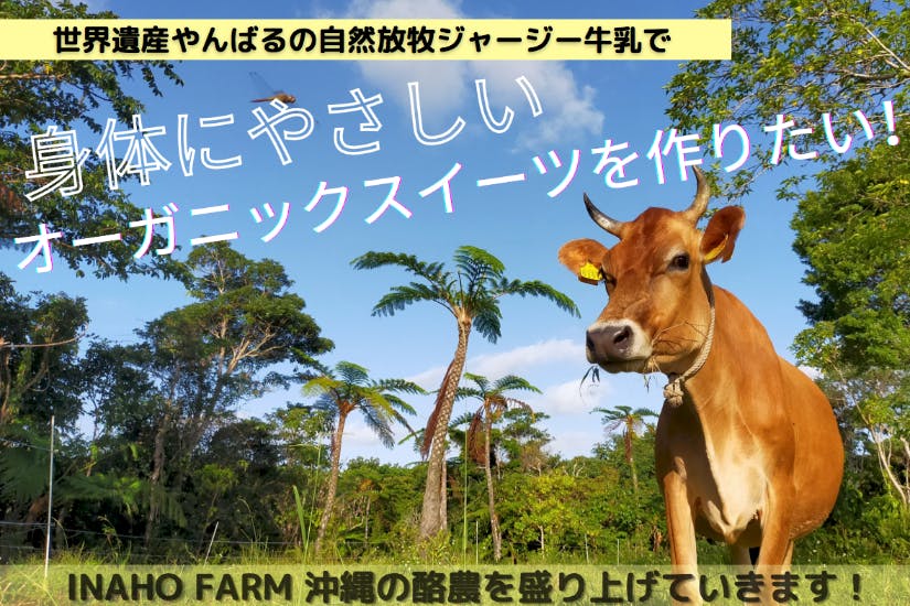 沖縄・やんばる】自然放牧のジャージー牛乳で美味しい乳製品を作りたい！ - CAMPFIRE (キャンプファイヤー)