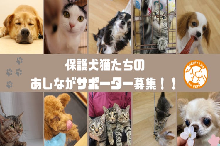 保護犬猫たちの「あしながサポーター」募集!!