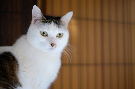 気軽に楽しく猫助け♪幸せな猫を増やす「里親募集型保護猫カフェ」応援部隊を募集中