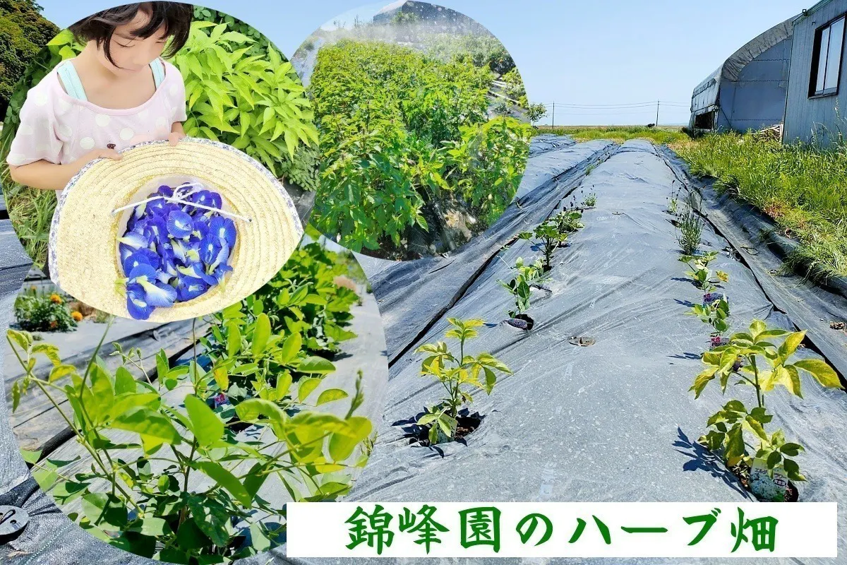 荒廃した祖父が拓いた農地を再生してクロモジの木を植え 新たな島根の特産にしたい Campfire キャンプファイヤー 荒廃した祖父が拓いた農地を再生してクロモジの木を植え 新たな島根の特産にしたい Campfire キャンプファイヤー