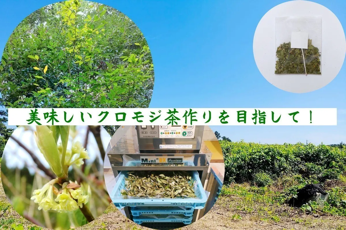 荒廃した祖父が拓いた農地を再生してクロモジの木を植え 新たな島根の特産にしたい Campfire キャンプファイヤー 荒廃した祖父が拓いた農地を再生してクロモジの木を植え 新たな島根の特産にしたい Campfire キャンプファイヤー