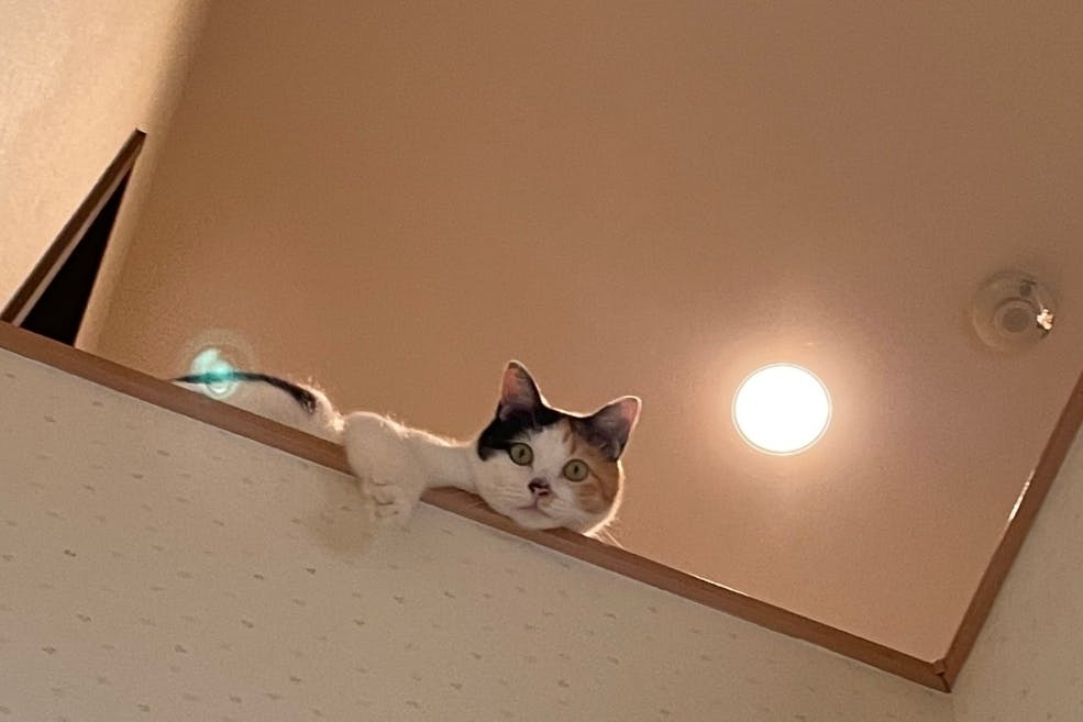 あなたのお悩みで、野良猫の避妊去勢手術ができます。