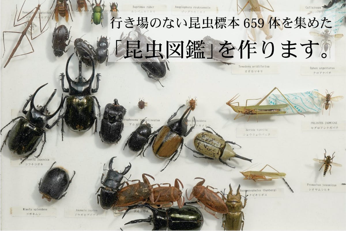 YUJIN 原色日本昆虫図鑑 1～3、改訂増補版フルセット + オマケ - その他