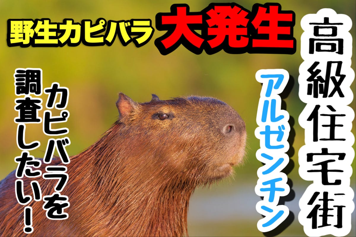 野生カピバラ大発生！南米の高級住宅街カピバラを調査したい